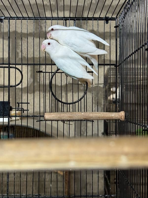 jumbo size breeder lovebirds whole setup albino parblue and personata 14