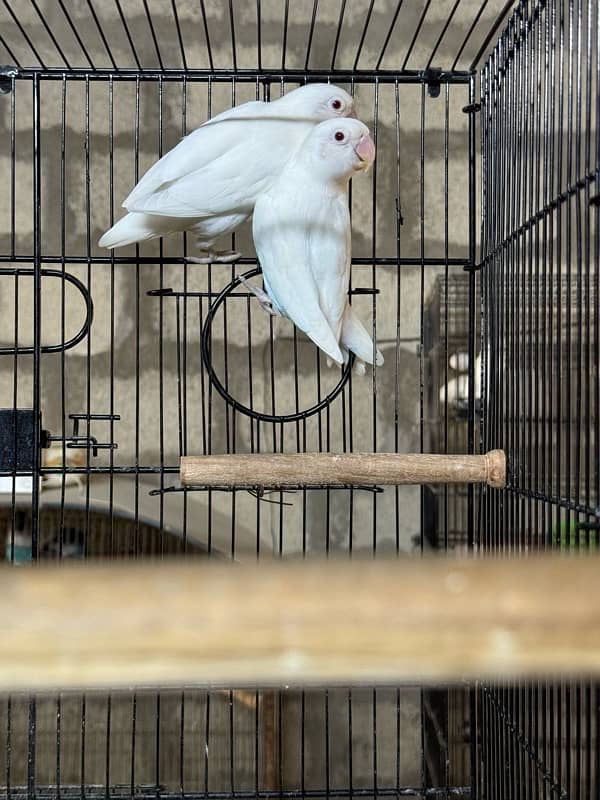 jumbo size breeder lovebirds whole setup albino parblue and personata 15