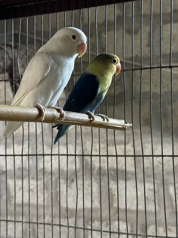 jumbo size breeder lovebirds whole setup albino parblue and personata 16