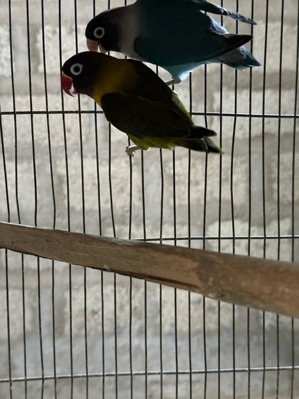 jumbo size breeder lovebirds whole setup albino parblue and personata 18