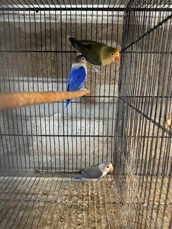 jumbo size breeder lovebirds whole setup albino parblue and personata 19