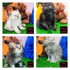 pure persian blue eye phnchface triple coated kittens cash on delivery