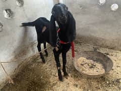 6 Months old Black Bakra and 1 Year Old Bakri for Sale 0