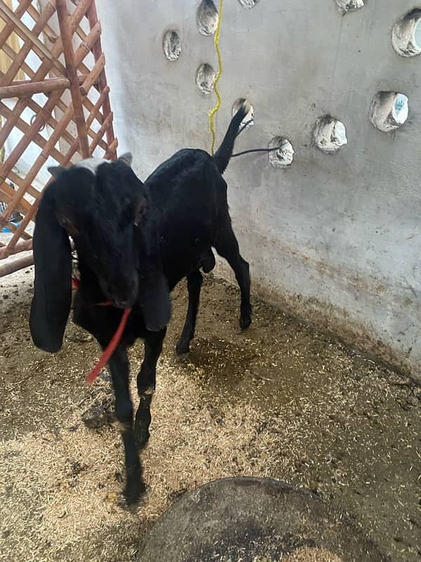 6 Months old Black Bakra and 1 Year Old Bakri for Sale 2