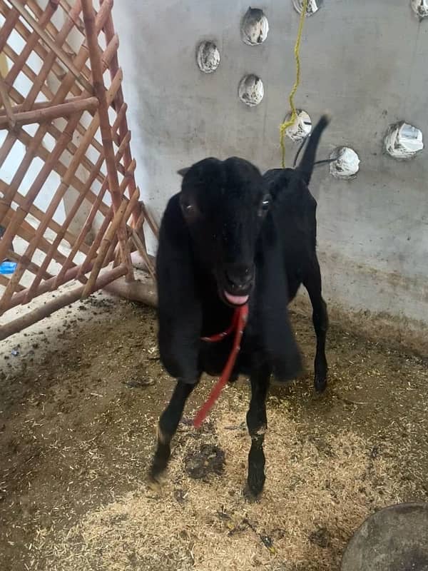 6 Months old Black Bakra and 1 Year Old Bakri for Sale 3