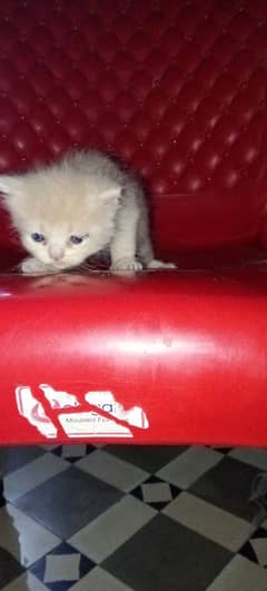 male or female kittens 0