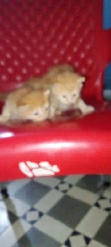 male or female kittens 2