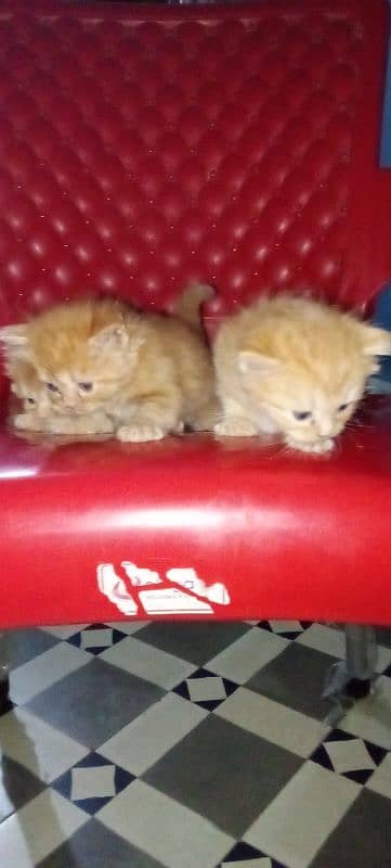 male or female kittens 3