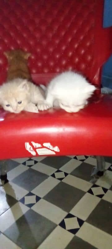 male or female kittens 4