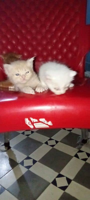 male or female kittens 5