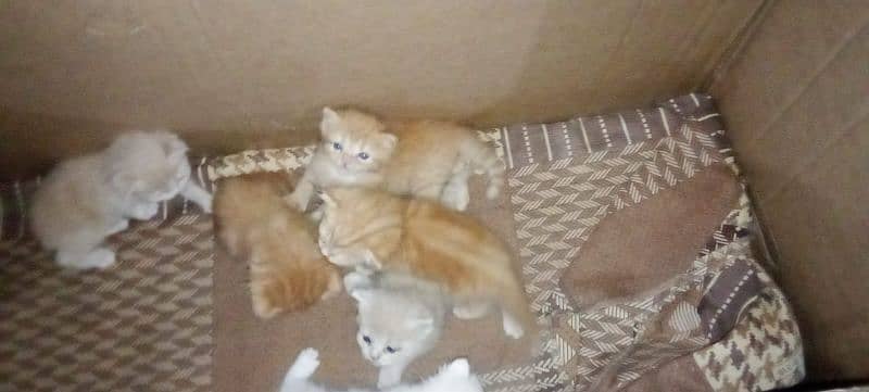 male or female kittens 6