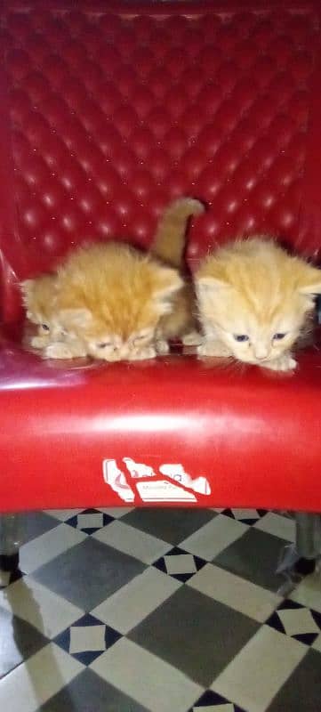 male or female kittens 7