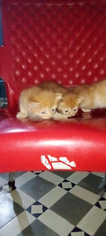 male or female kittens 8