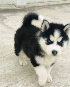 husky