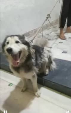 other dog for sell husky  +  russain +puddle  other breed for seling 0