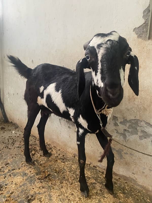 6 Months old Black Bakra and 1 Year Old Bakri for Sale 4