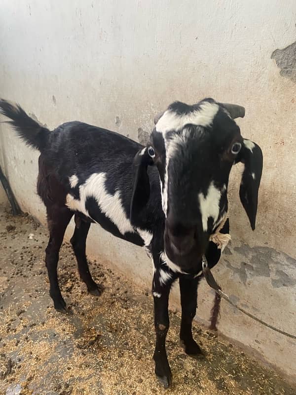 6 Months old Black Bakra and 1 Year Old Bakri for Sale 5