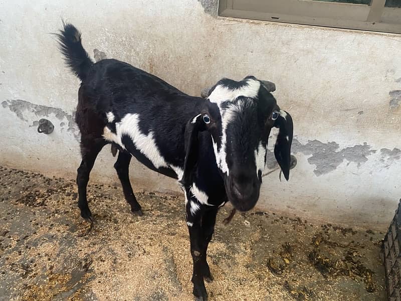 6 Months old Black Bakra and 1 Year Old Bakri for Sale 6