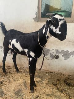 Black Bakri for Sale