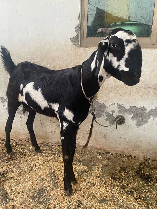 6 Months old Black Bakra and 1 Year Old Bakri for Sale 7