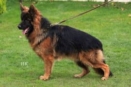 German shepherd male