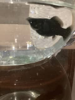 jet black Molly fish