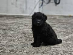 Black German shepherd male puppy