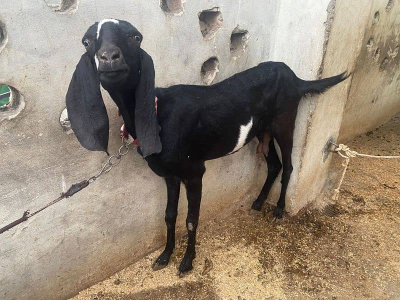 Beautiful Black Nagra Breed Pair for Sale 0