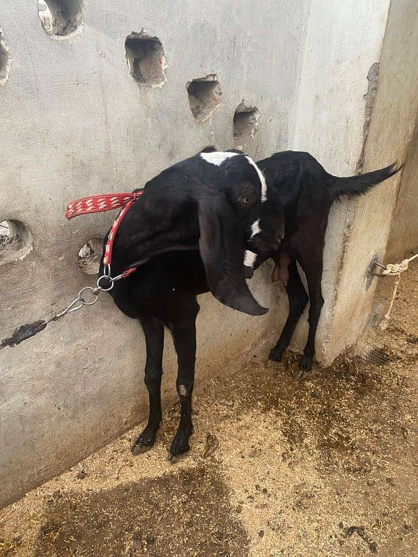 Beautiful Black Nagra Breed Pair for Sale 1