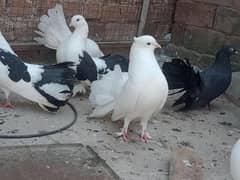 Laka Breeder pairs , Laka kabootar, fancy pigeon (03445783416 0