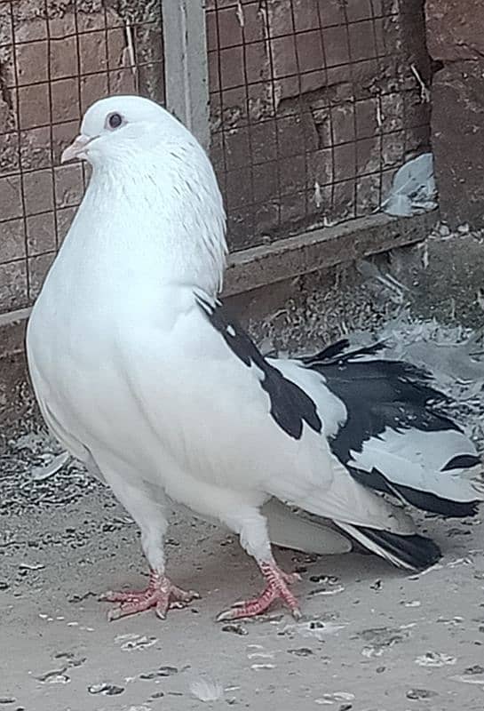 Laka Breeder pairs , Laka kabootar, fancy pigeon (03445783416 1