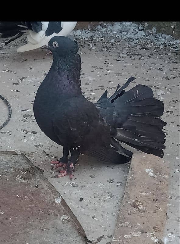 Laka Breeder pairs , Laka kabootar, fancy pigeon (03445783416 2