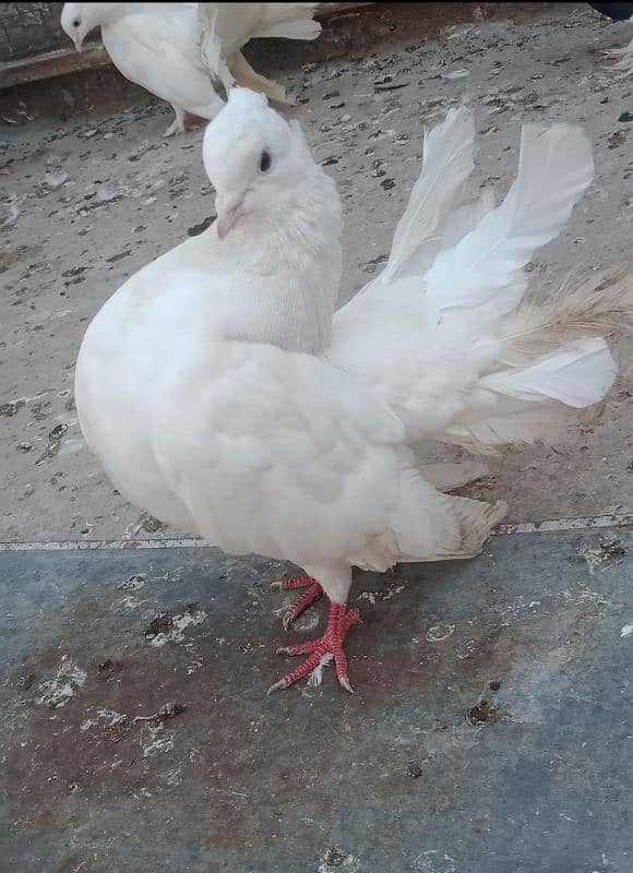 Laka Breeder pairs , Laka kabootar, fancy pigeon (03445783416 3