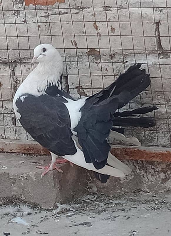 Laka Breeder pairs , Laka kabootar, fancy pigeon (03445783416 4