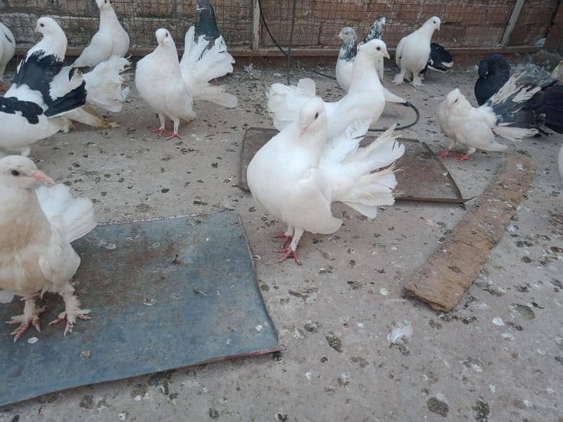 Laka Breeder pairs , Laka kabootar, fancy pigeon (03445783416 5