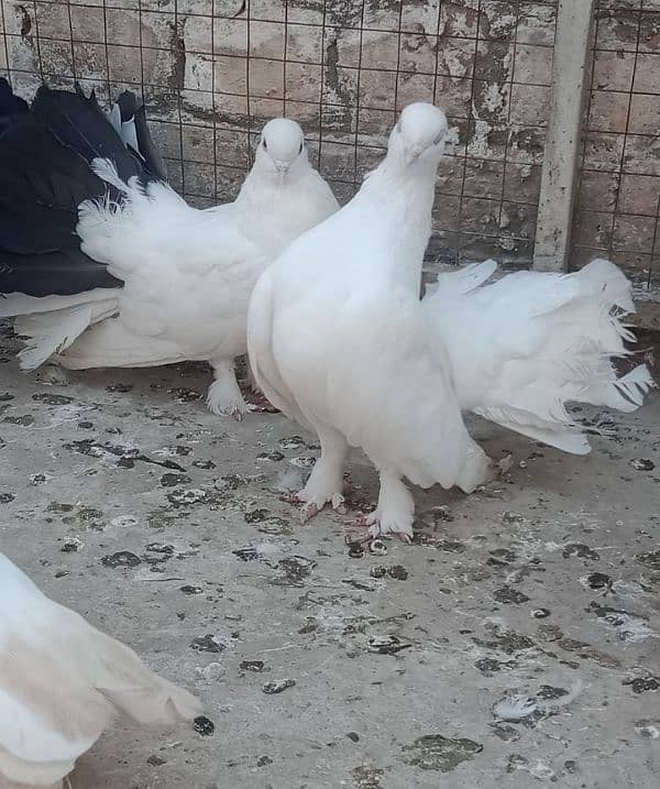 Laka Breeder pairs , Laka kabootar, fancy pigeon (03445783416 6