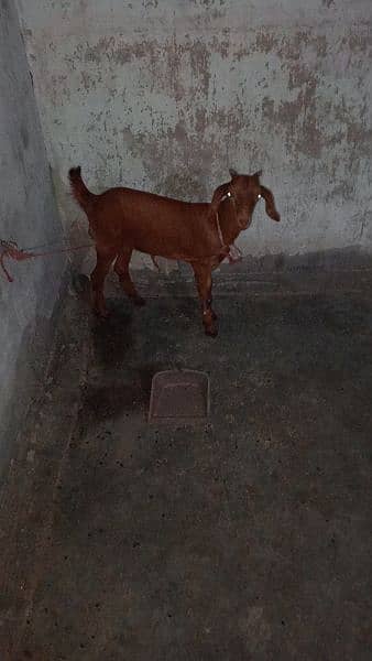 bakri or bachi 1