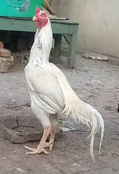 white Hera ka Aseel Chicks For sale 0