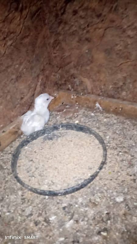 white Hera ka Aseel Chicks For sale 2