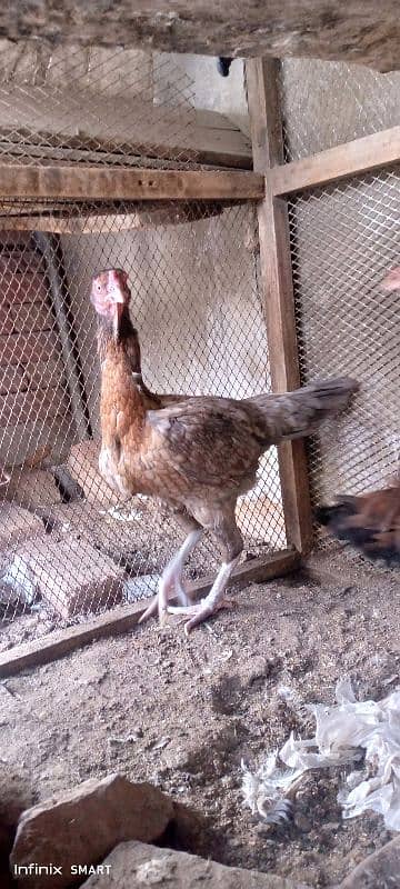 white Hera ka Aseel Chicks For sale 3