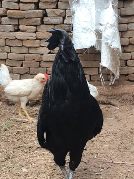 beautiful  Ayam Cemani Male only 1