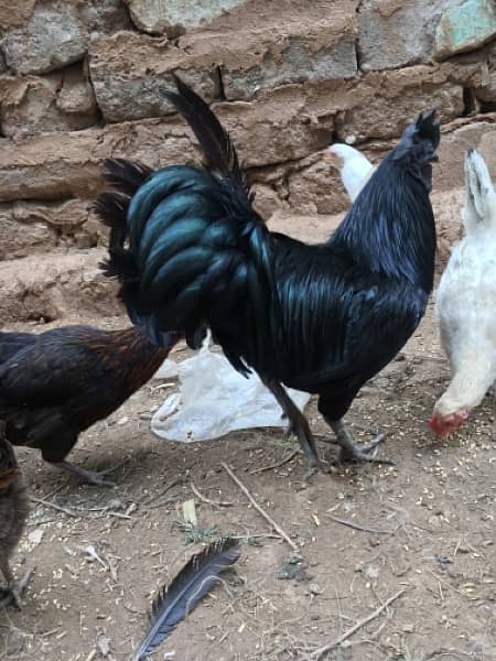 beautiful  Ayam Cemani Male only 3