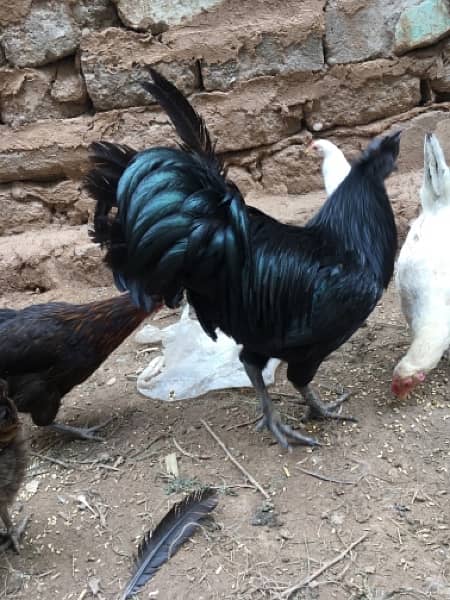 beautiful  Ayam Cemani Male only 4