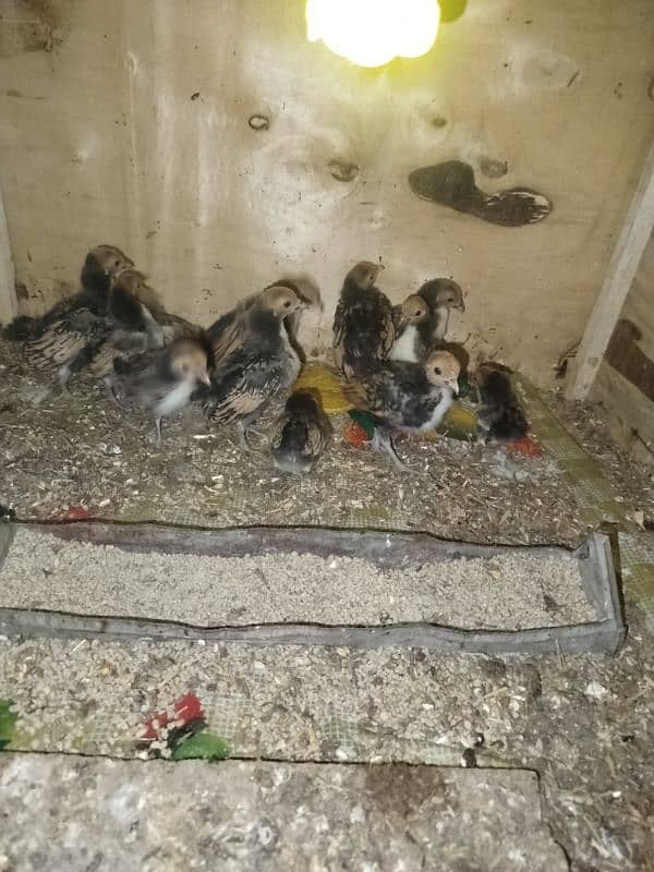 golden sebright chicks for sell 0