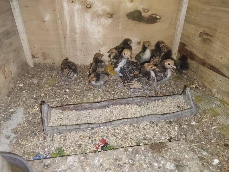 golden sebright chicks for sell 2