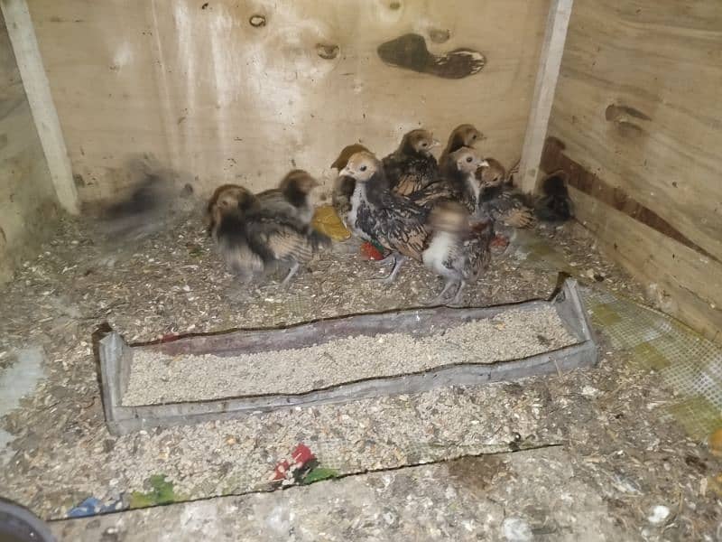 golden sebright chicks for sell 3