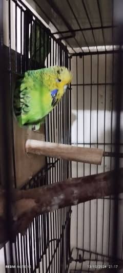 Beautiful breader  Exhibition Budgie pair with eggs