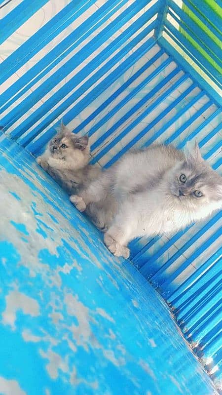 kittens For Sale 2