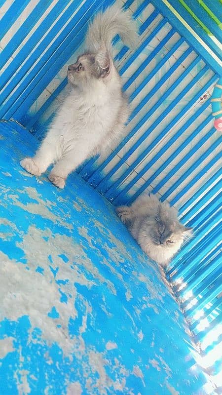 kittens For Sale 4