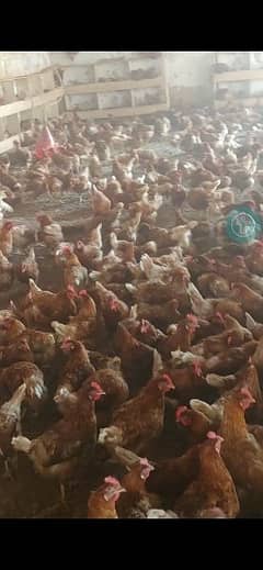 Bovans Brown hens for sale